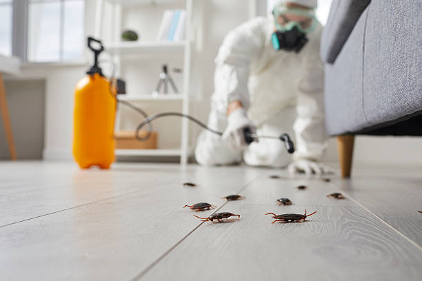 Commercial Kitchen Cockroach Control in Scotia